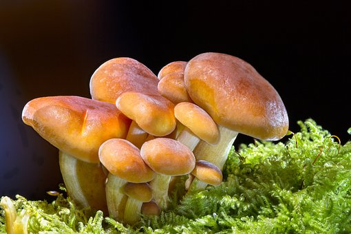 Mushroom fruit chews