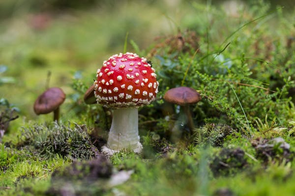 Discover the Benefits of Mushroom Supplements for Your Body and Mind